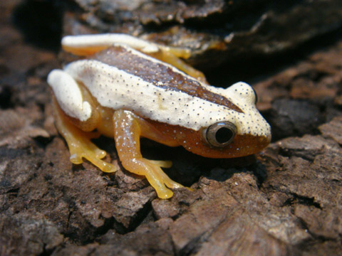 ヒガシオオバナナガエル(3)