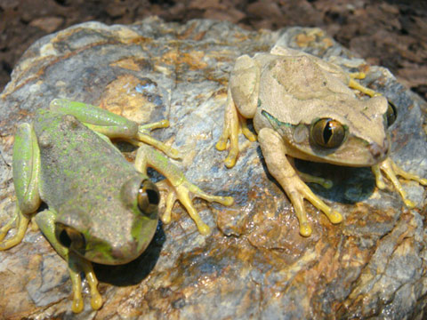 キマダラオオクサガエル(1)