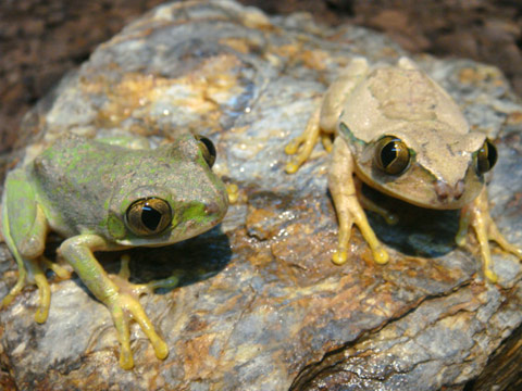 キマダラオオクサガエル(2)