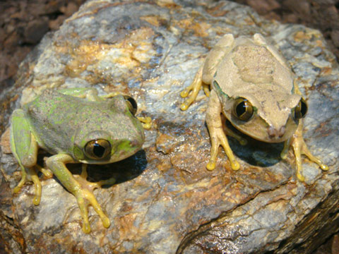 キマダラオオクサガエル(3)