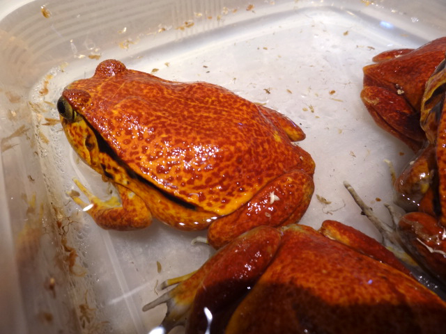 サビトマトガエル(4)