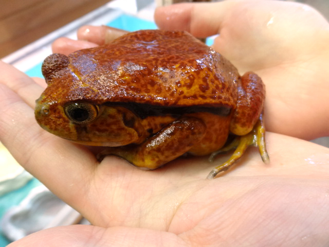 サビトマトガエル(5)