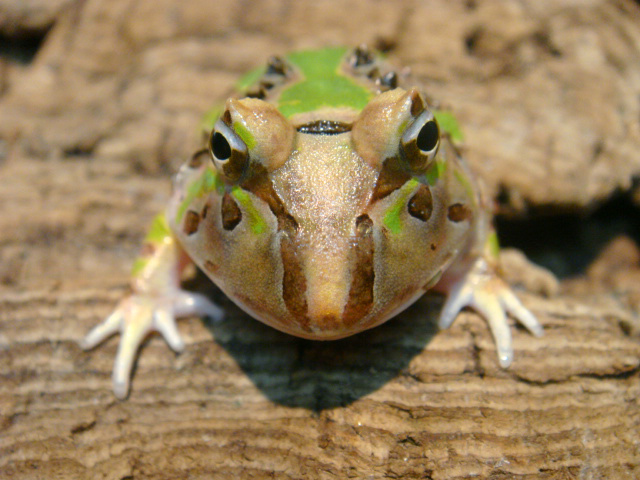 カーティンガツノガエル(5)