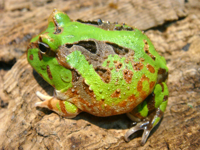 カーティンガツノガエル(7)