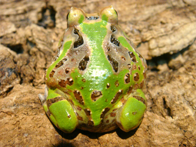 カーティンガツノガエル(8)