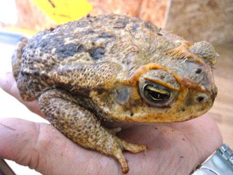 ロココヒキガエル(5)