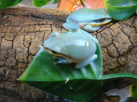 ベトナムオオアオガエル