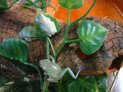 ベトナムオオアオガエル(2)