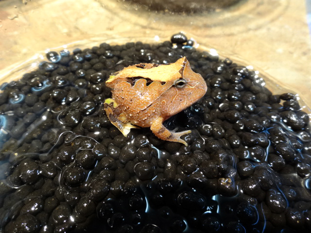 アマゾンツノガエル(5)