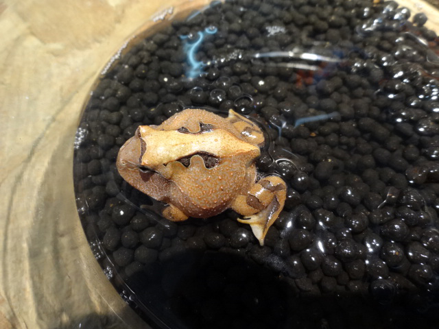 アマゾンツノガエル(6)