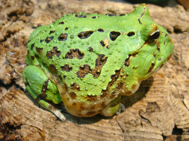 カーティンガツノガエル(12)