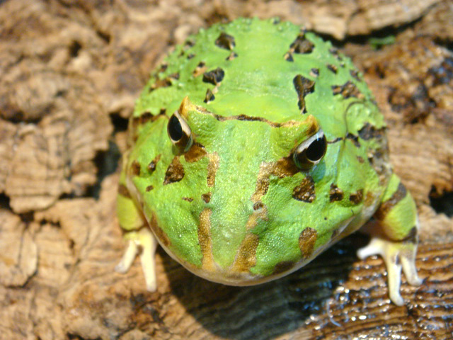 カーティンガツノガエル(11)