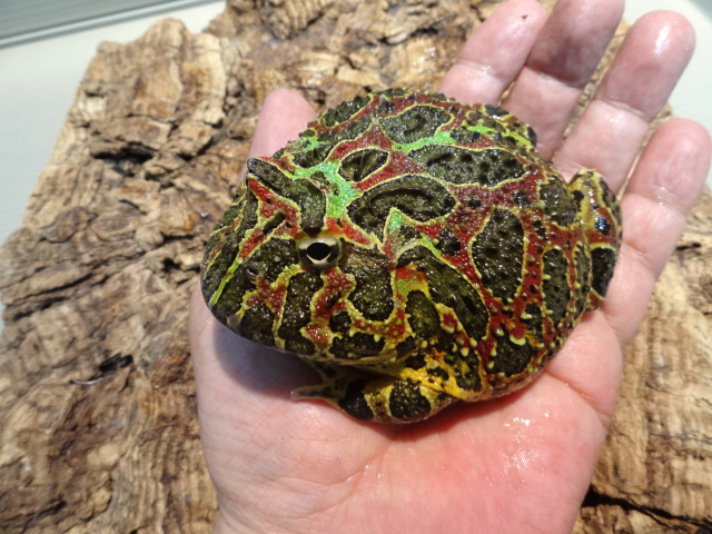 ベルツノガエル ベルツノガエル