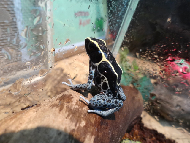 アイゾメヤドクガエル