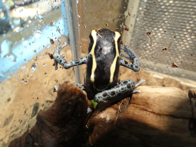 アイゾメヤドクガエル(2)