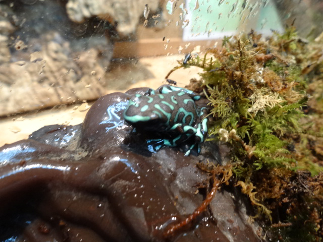 マダラヤドクガエル