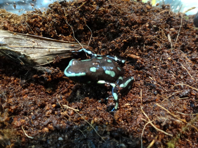 マダラヤドクガエル(2)