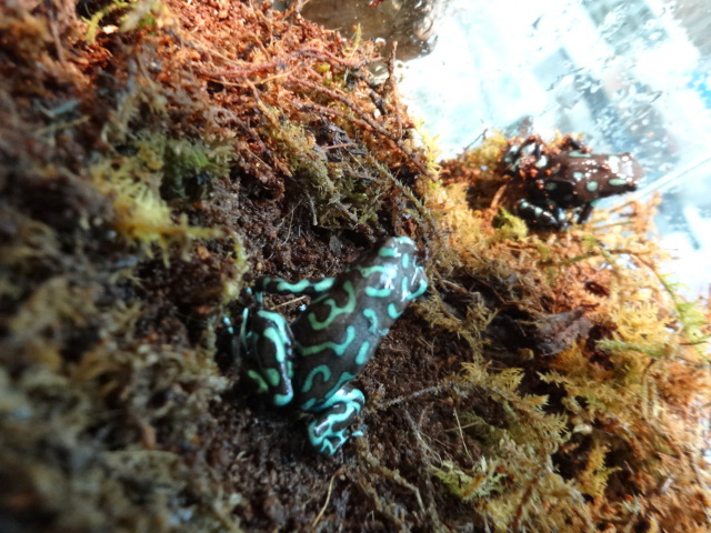 マダラヤドクガエル(3)