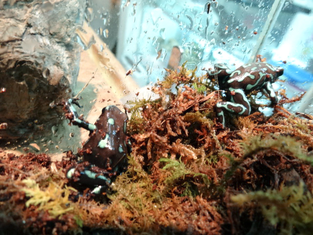 マダラヤドクガエル(4)