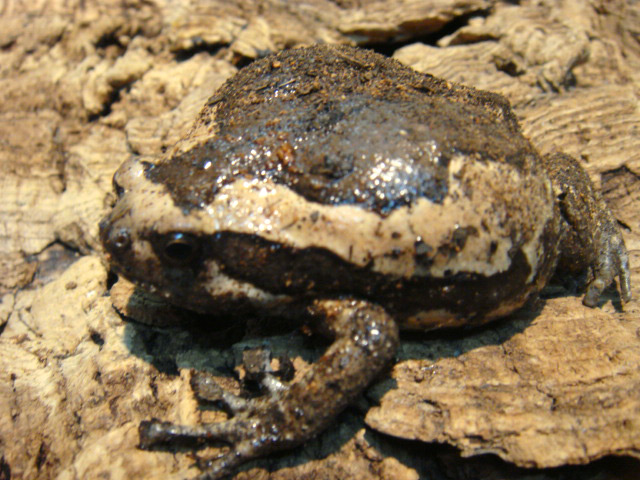 アジアジムグリガエル(1)