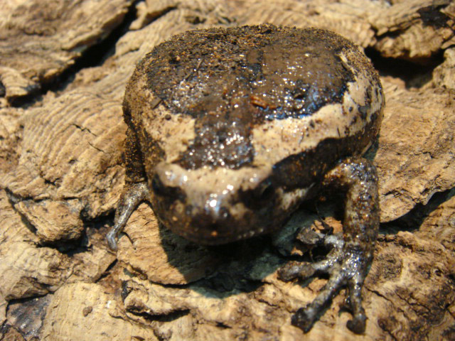 アジアジムグリガエル(2)