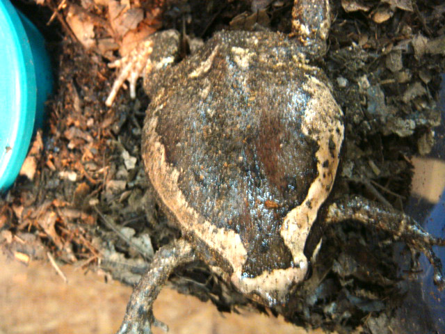 アジアジムグリガエル(3)