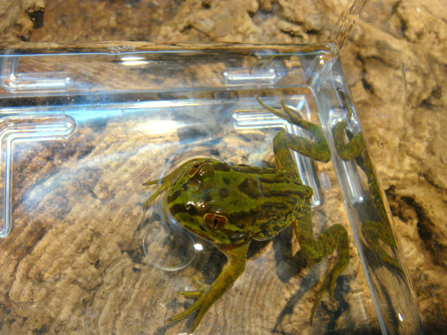 ヘルメットガエル(5)