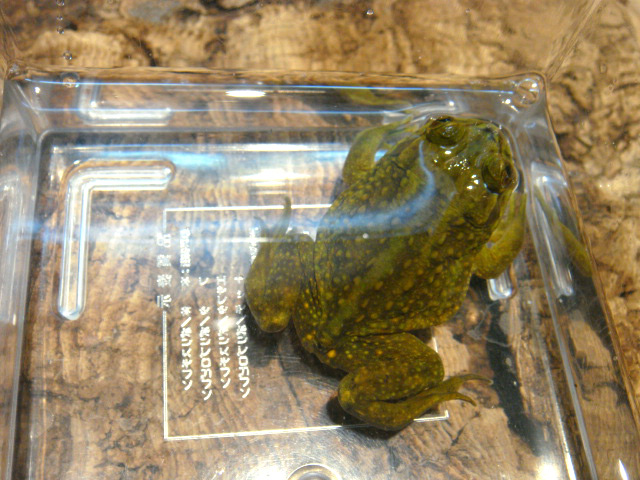 ヘルメットガエル(6)