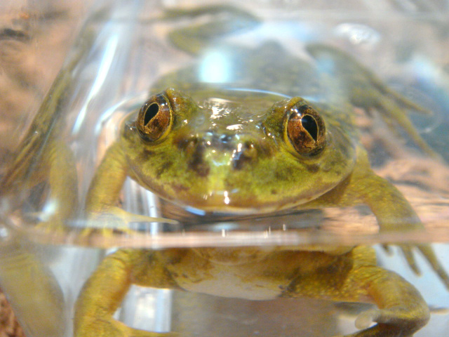 ヘルメットガエル(7)