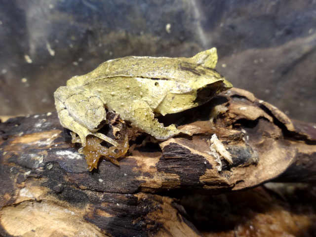 ヤマコノハガエル(5)