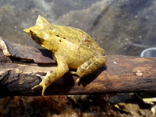 ヤマコノハガエル(6)