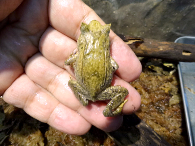 ヤマコノハガエル(8)
