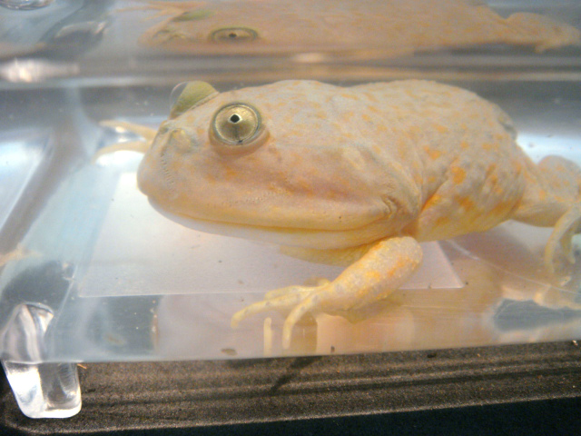 バジェットガエル(8)