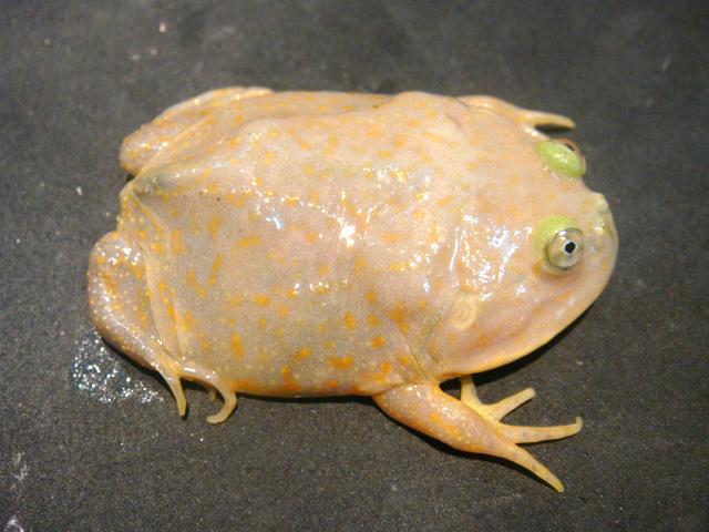 バジェットガエル(9)