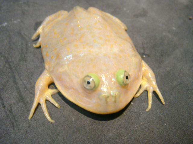 バジェットガエル(10)