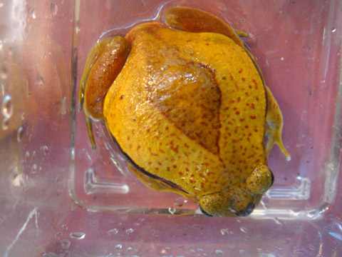 サビトマトガエル(8)