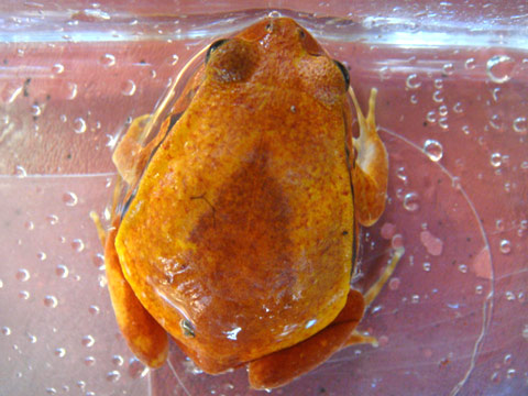 サビトマトガエル(9)