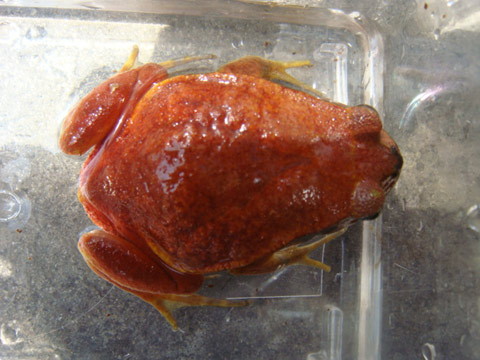 サビトマトガエル(10)