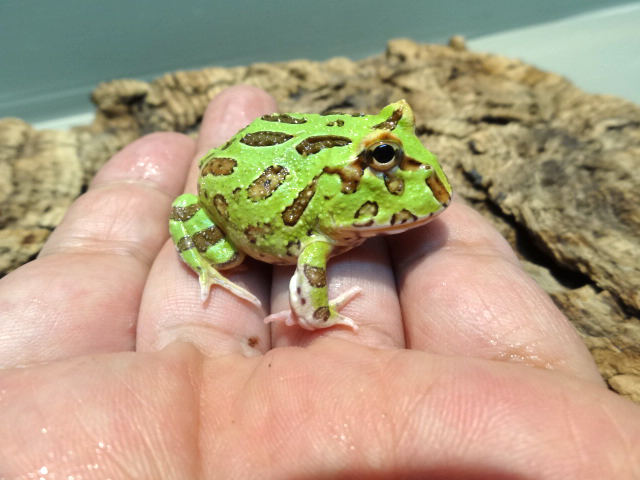 クランウェルツノガエル(8)