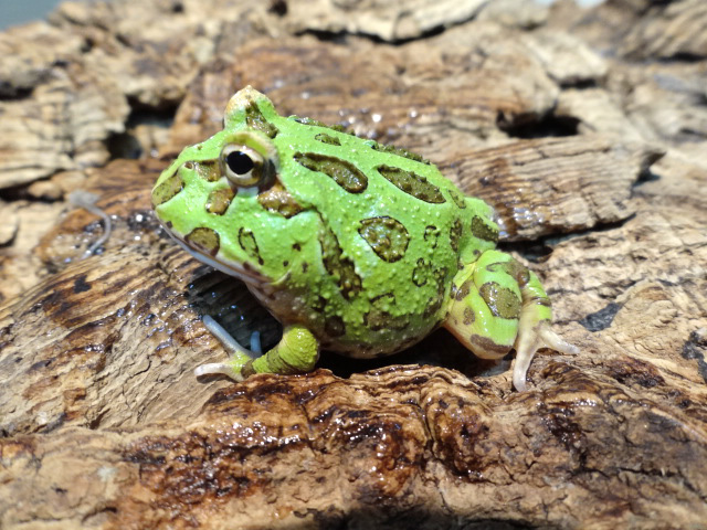 クランウェルツノガエル(9)