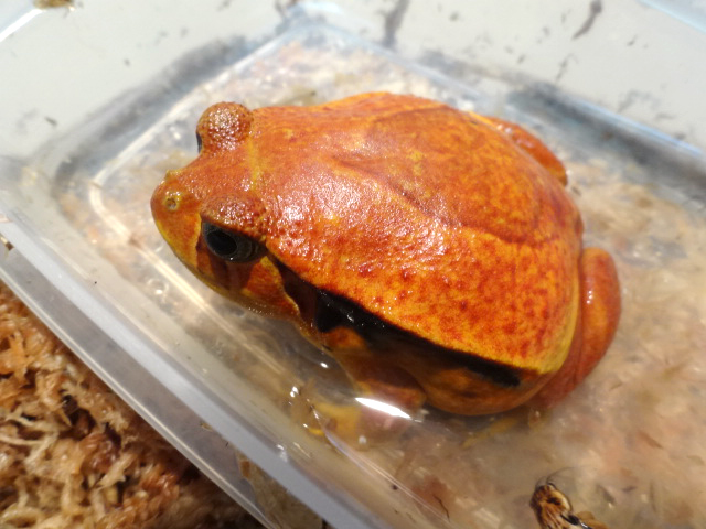 サビトマトガエル(1)