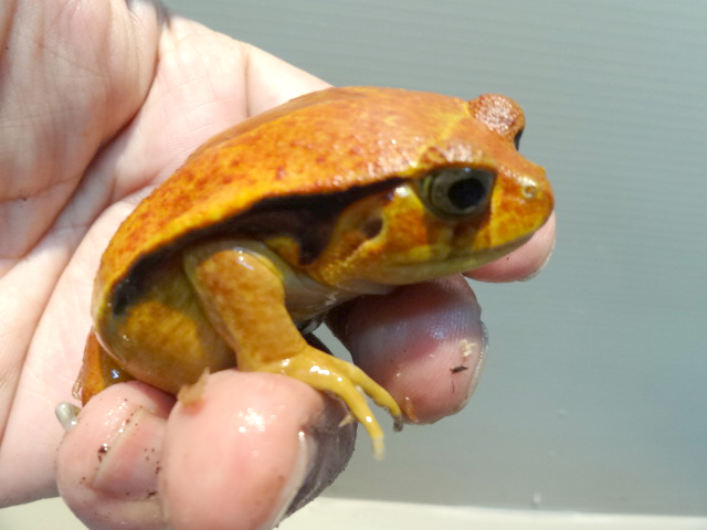 サビトマトガエル(2)