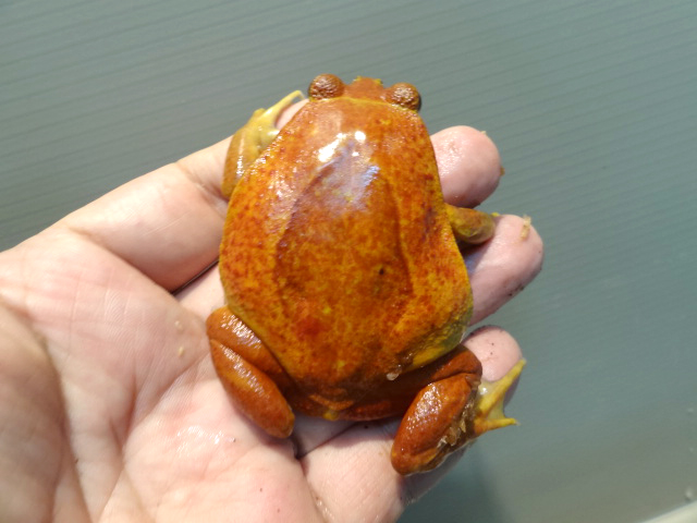 サビトマトガエル(3)