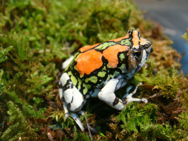 オイランスキアシヒメガエル
