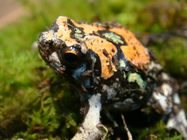 オイランスキアシヒメガエル(2)