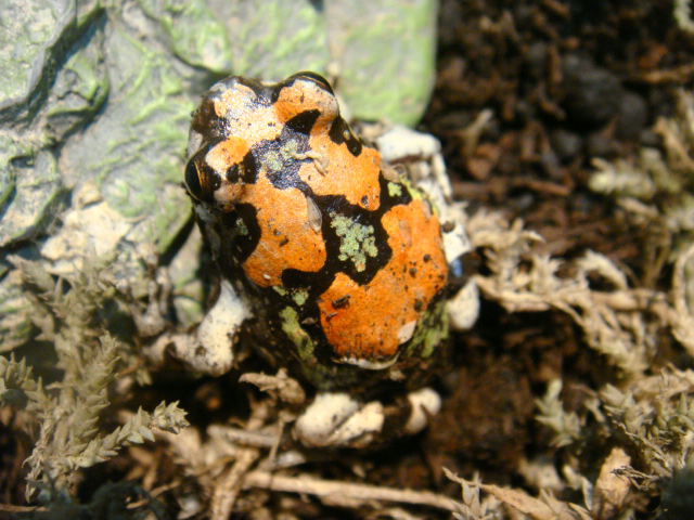 オイランスキアシヒメガエル(3)