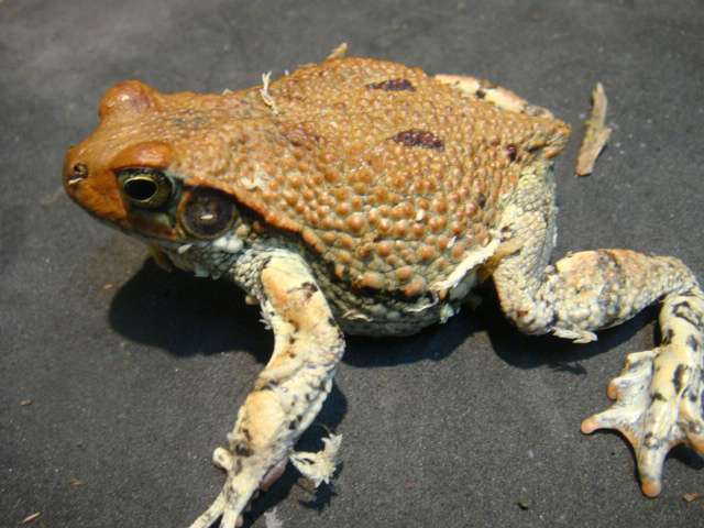 トキイロヒキガエル(1)