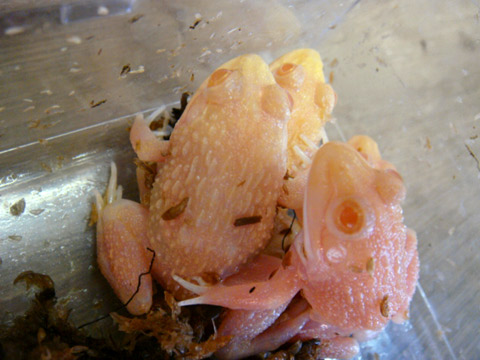 トラフガエル(6)