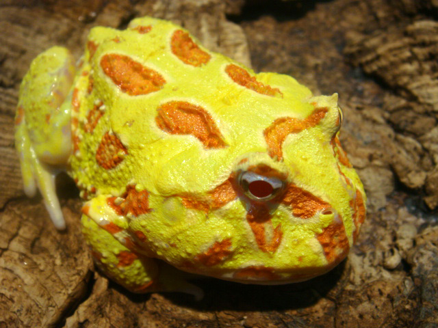 クランウェルツノガエル(12)