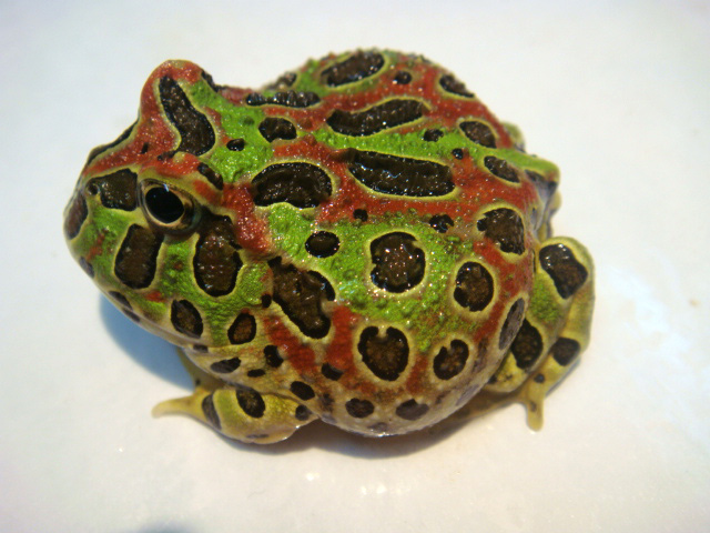 ベルツノガエル